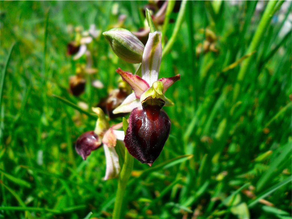 Ophrys , Orchis e ibridi - Orchidee cittadine II